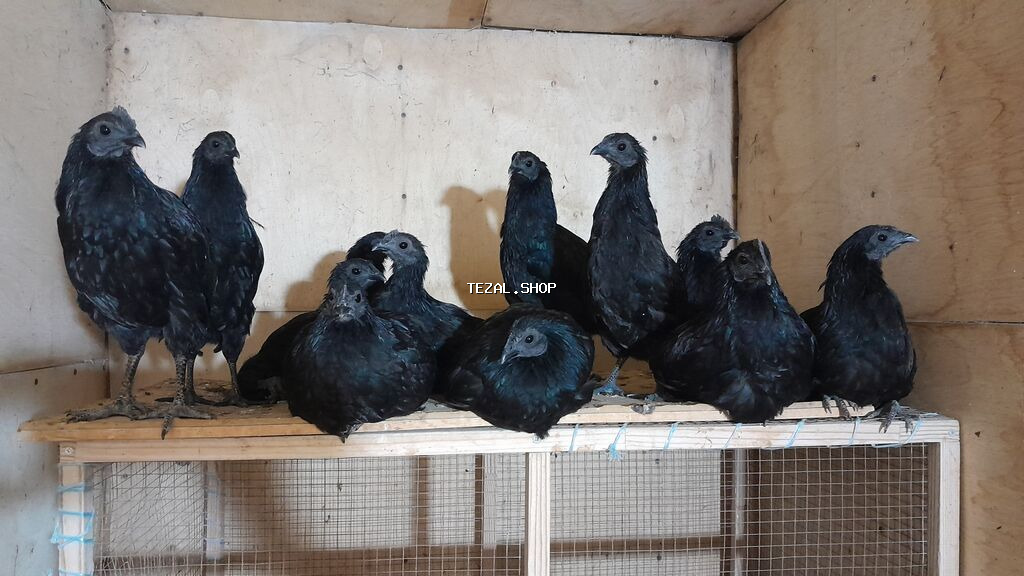 ENDIRIMLI Ayam Gemani yumurtasi ve toyuq cuceleri. Yumurta 3,50azn - şəkil 3