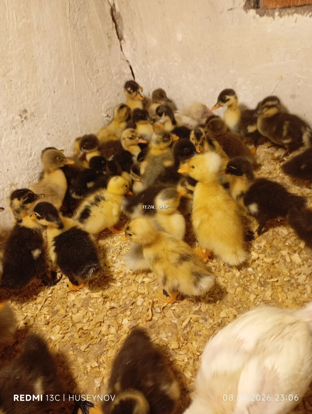 Salam Quban yerli pekin Hind ordeylerin satişi zakaz qebul olunur