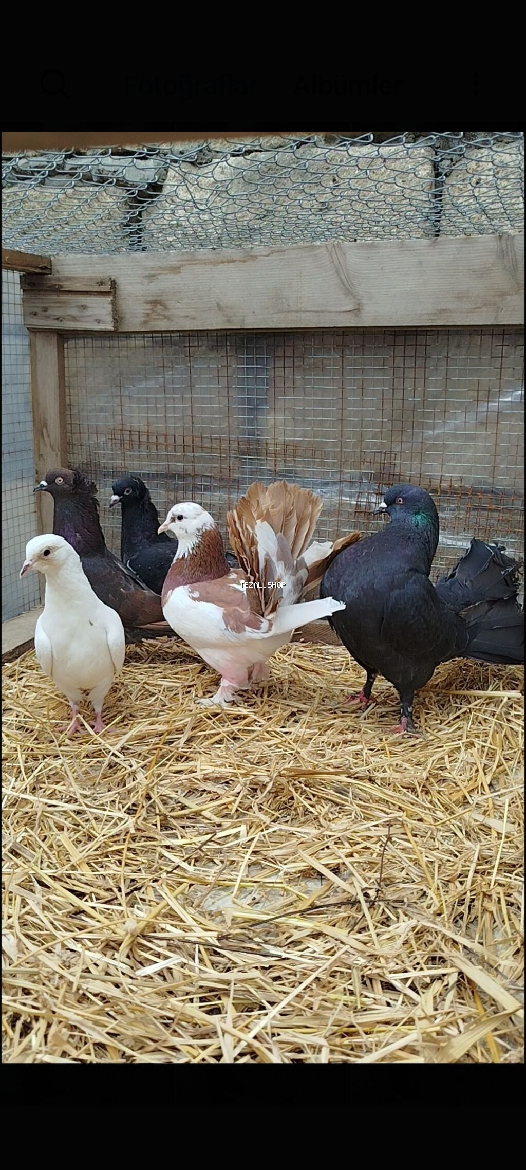 Quşlar satılır 5 ədəddi hamısı 30 manat ünvan Lenkaran Bakiya