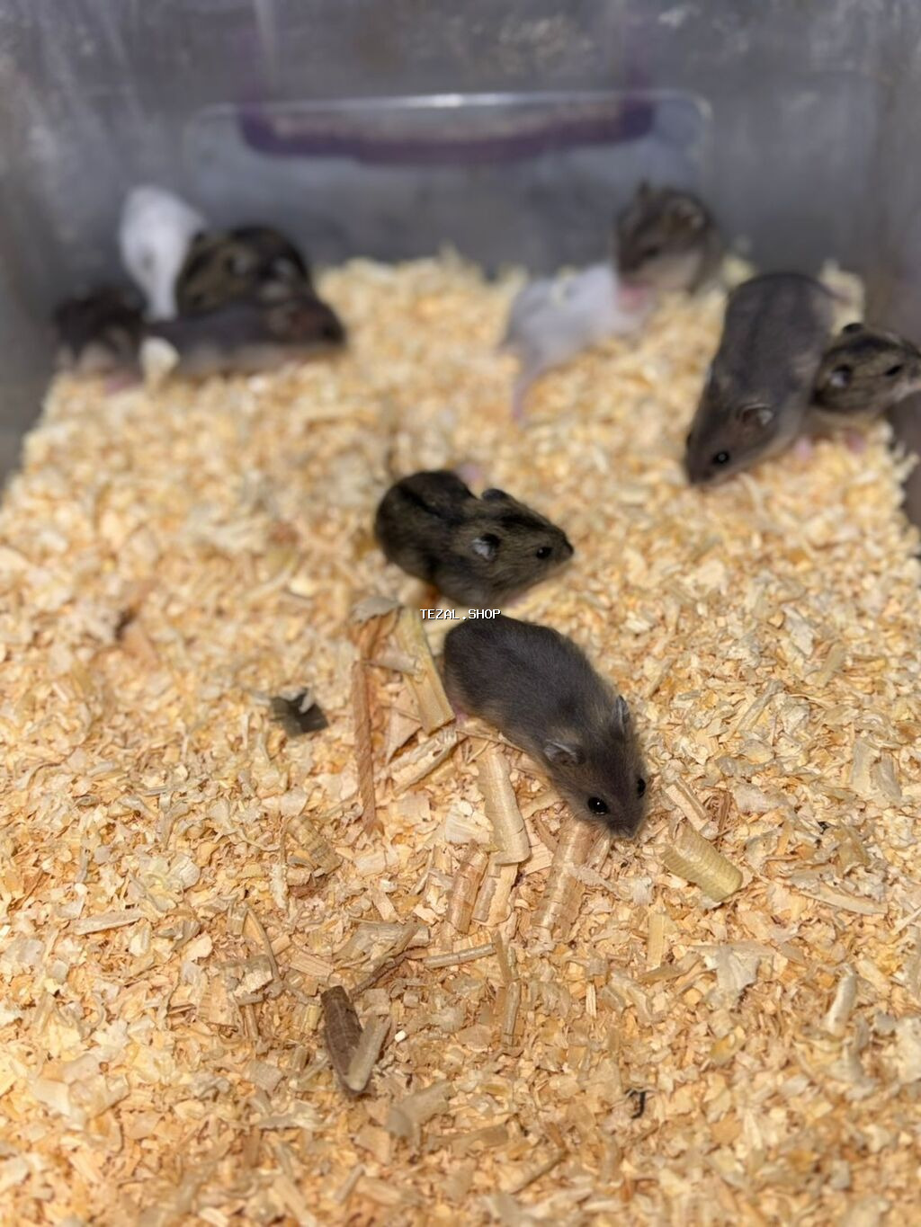 1 ayliqdilar❗❗ 🐁🐀 1 ededin qiymeti 3 azn dir❗〰️❗ 🐀🐀🐀🐁 Qara və boz