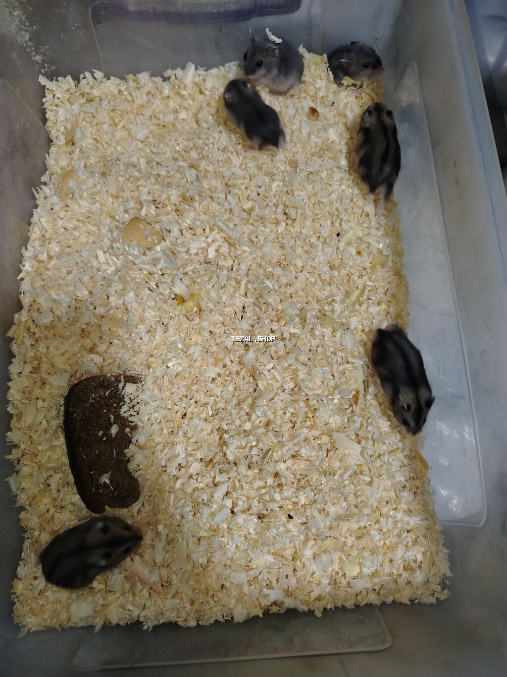 1 ayliqdilar❗❗ 🐁🐀 1 ededin qiymeti 3 azn dir❗〰️❗ 🐀🐀🐀🐁 Qara və boz - şəkil 3