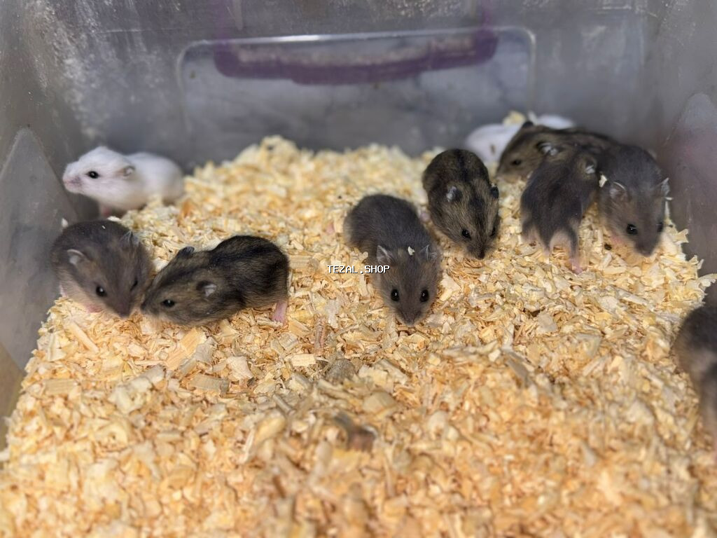 1 ayliqdilar❗❗ 🐁🐀 1 ededin qiymeti 3 azn dir❗〰️❗ 🐀🐀🐀🐁 Qara və boz - şəkil 4