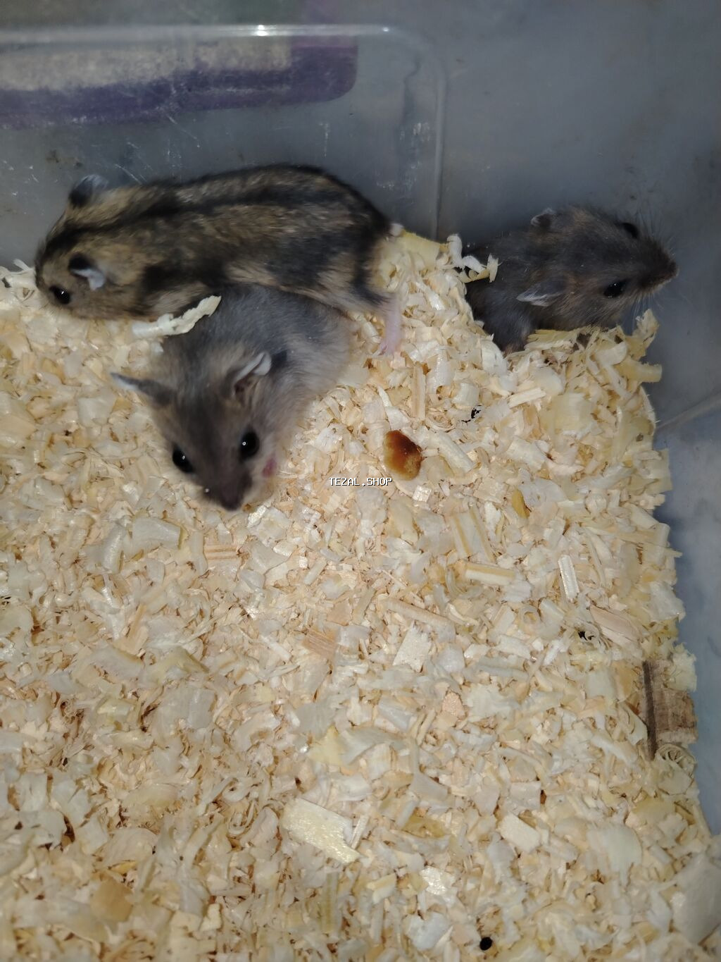 1 ayliqdilar❗❗ 🐁🐀 1 ededin qiymeti 3 azn dir❗〰️❗ 🐀🐀🐀🐁 Qara və boz - şəkil 5