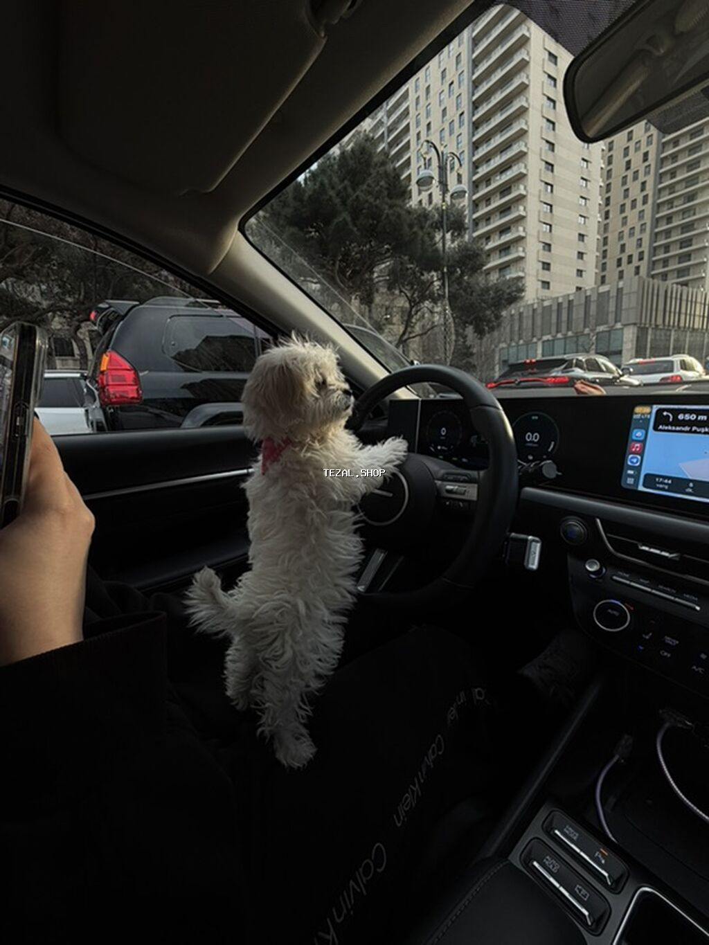 Malta bolonka, 3 ay, Dişi, Peyvəndli - şəkil 2