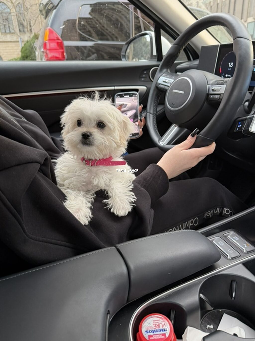 Malta bolonka, 3 ay, Dişi, Peyvəndli - şəkil 3