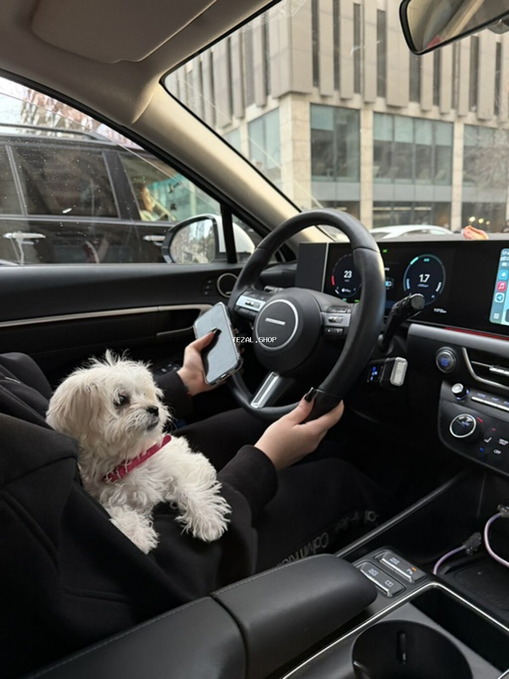 Malta bolonka, 3 ay, Dişi, Peyvəndli - şəkil 4