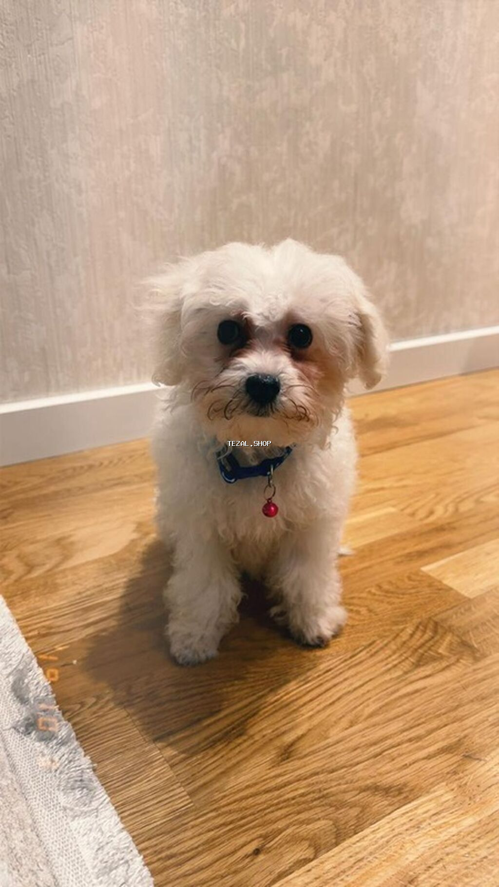 2 ay, Erkek, Peyvəndli - şəkil 2