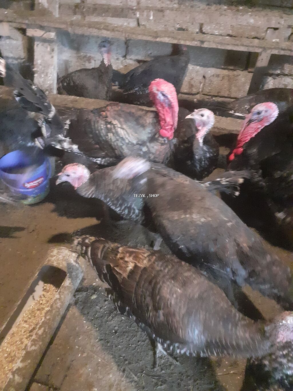 Amerika Bronzo.Təmiz qan .Super ətlik və damazlıq cinsdir.Mayalı və