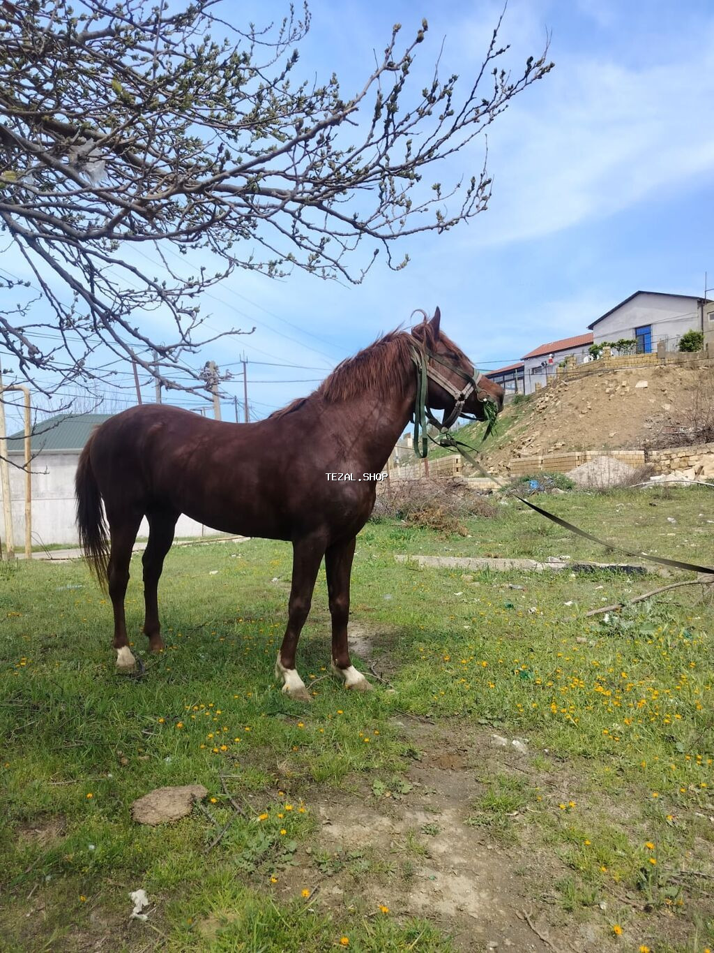 Erkək, Qarabag, il: 5, Ünvandan götürmə - şəkil 2