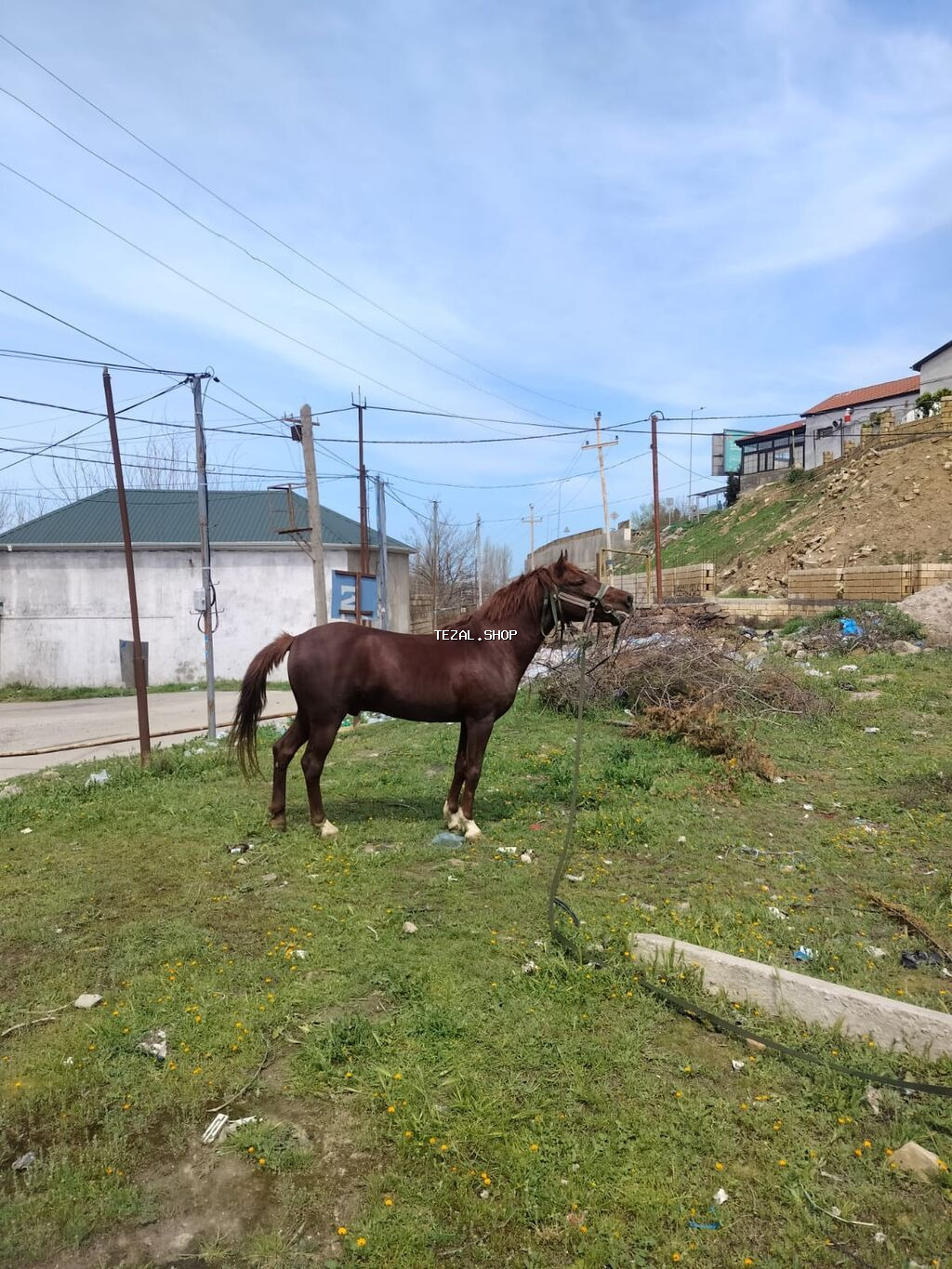 Erkək, Qarabag, il: 5, Ünvandan götürmə - şəkil 3