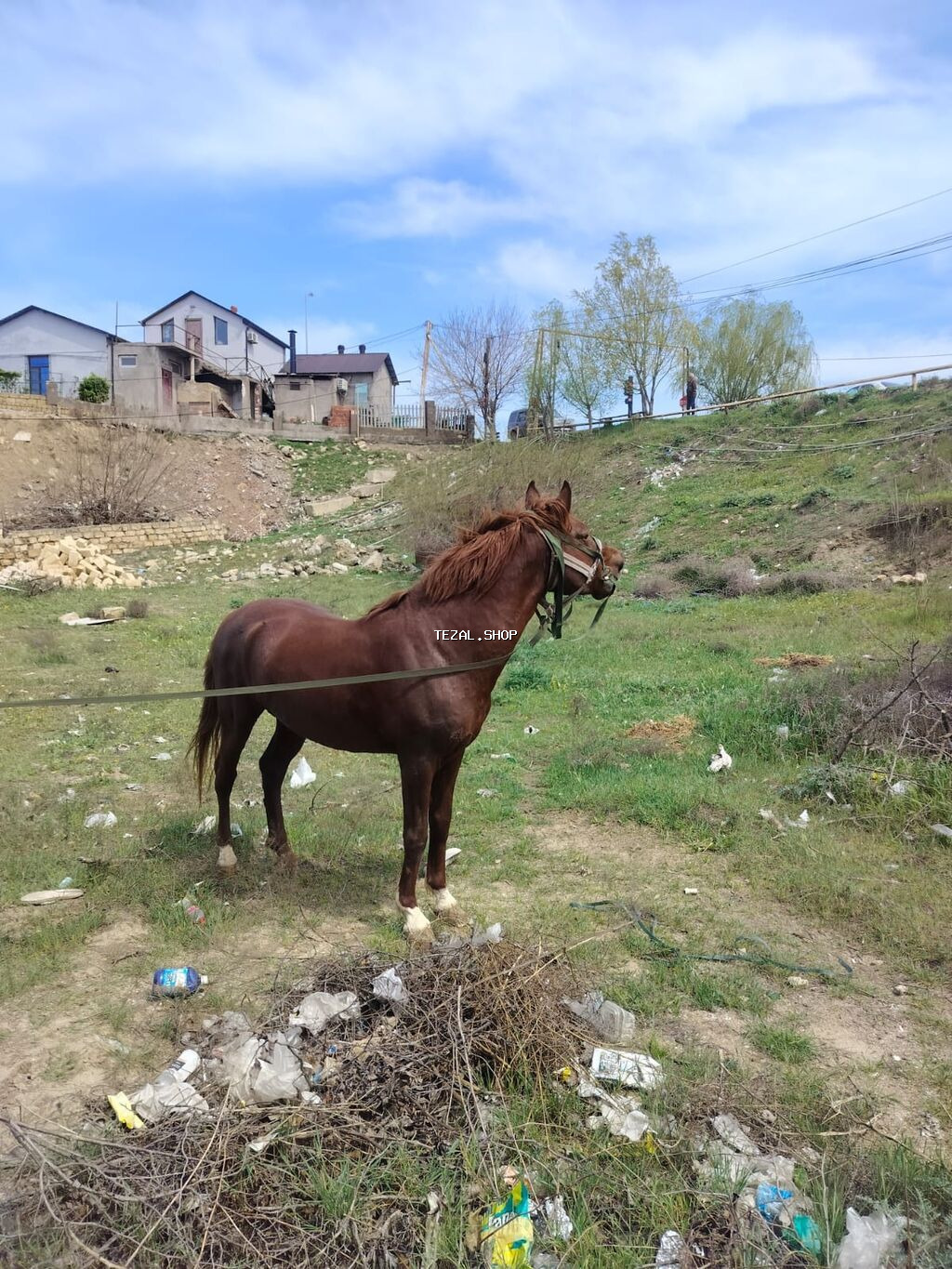 Erkək, Qarabag, il: 5, Ünvandan götürmə - şəkil 5
