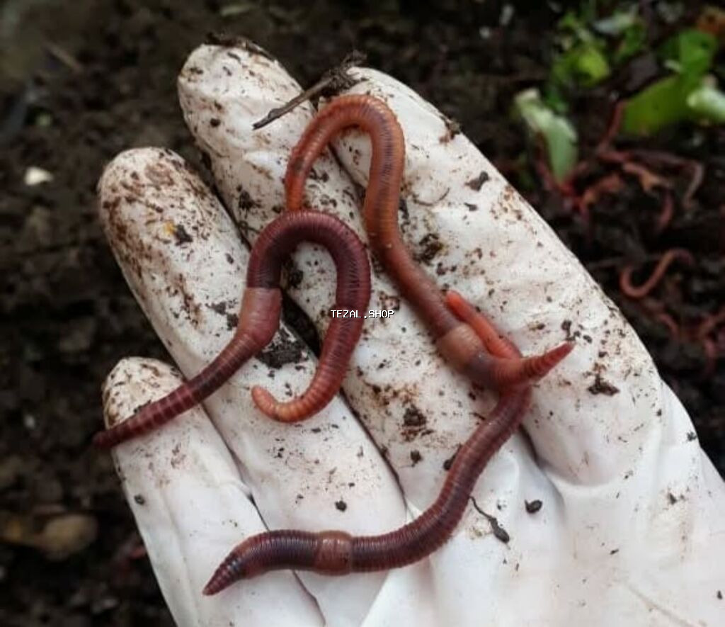 Soxulcan satılır.Azərbaycanda N1ən keyfiyyətli qurd yalnız və yalnız