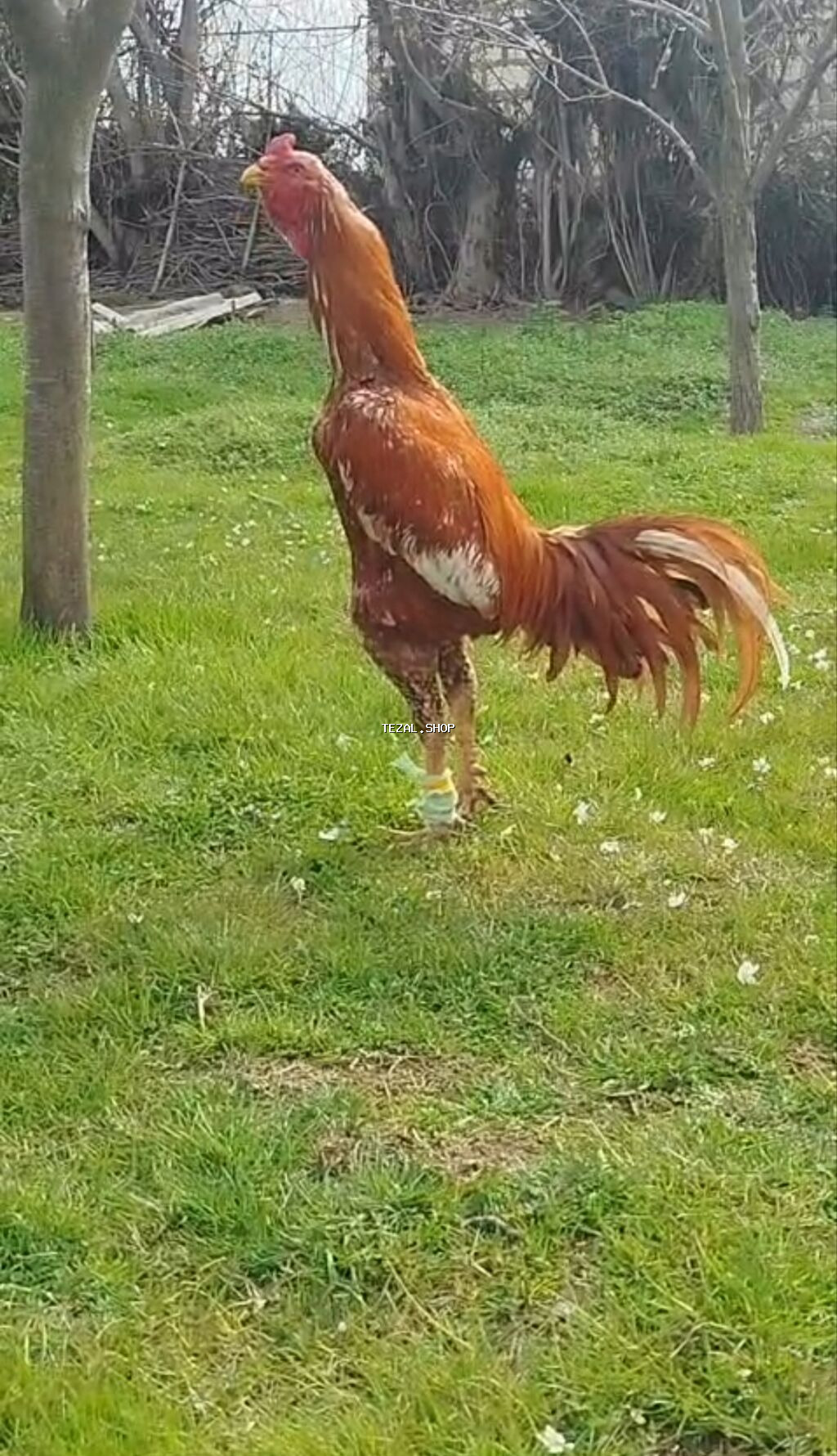 Salam bu Şəkil gördüyünüz xorzla fəre yumurtası satlir biri 6m