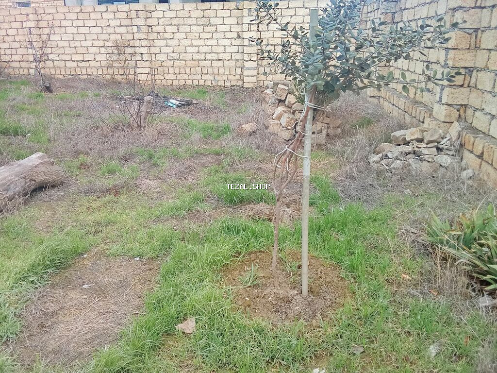 2 sot, Tikinti, Mülkiyyətçi, Kupça (Çıxarış)