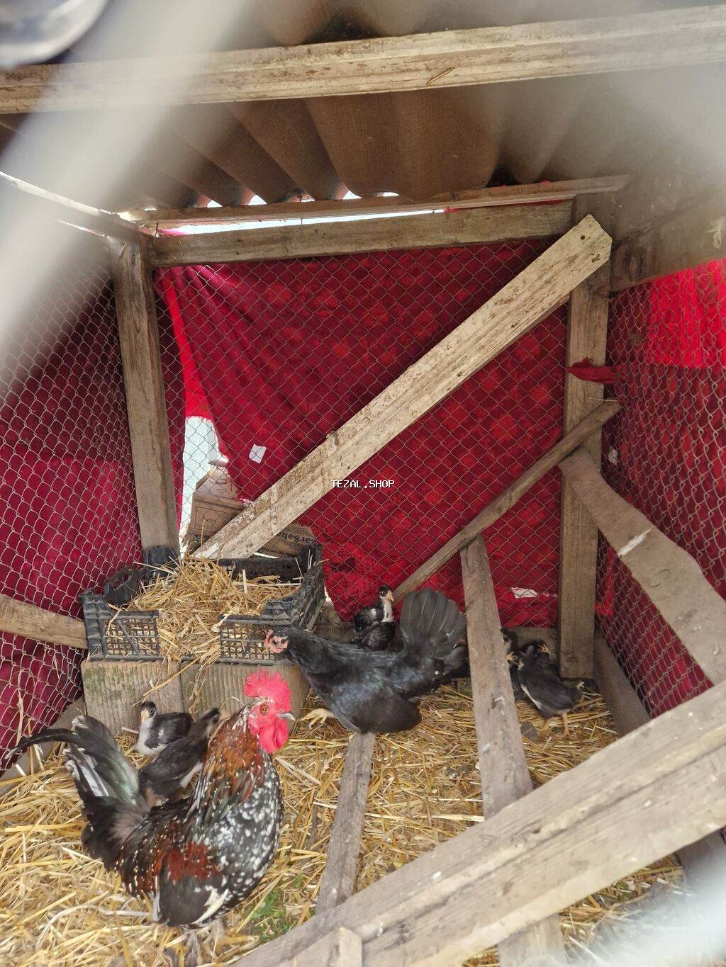 Toyuq cücələri, Damazlıq, Ödənişli çatdırılma