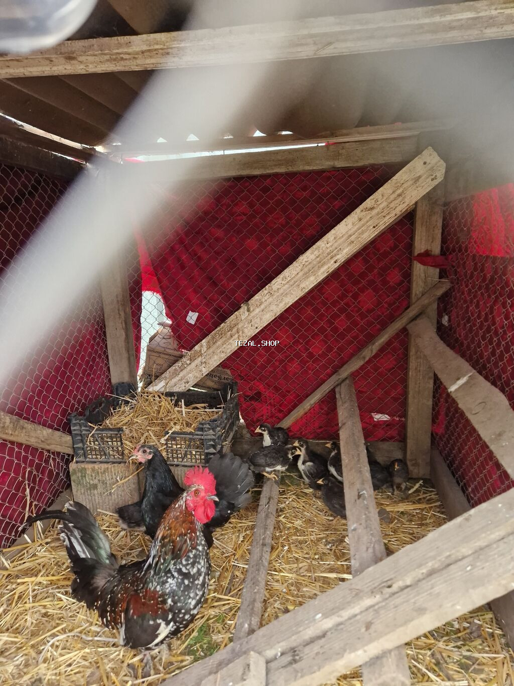 Toyuq cücələri, Damazlıq, Ödənişli çatdırılma - şəkil 2