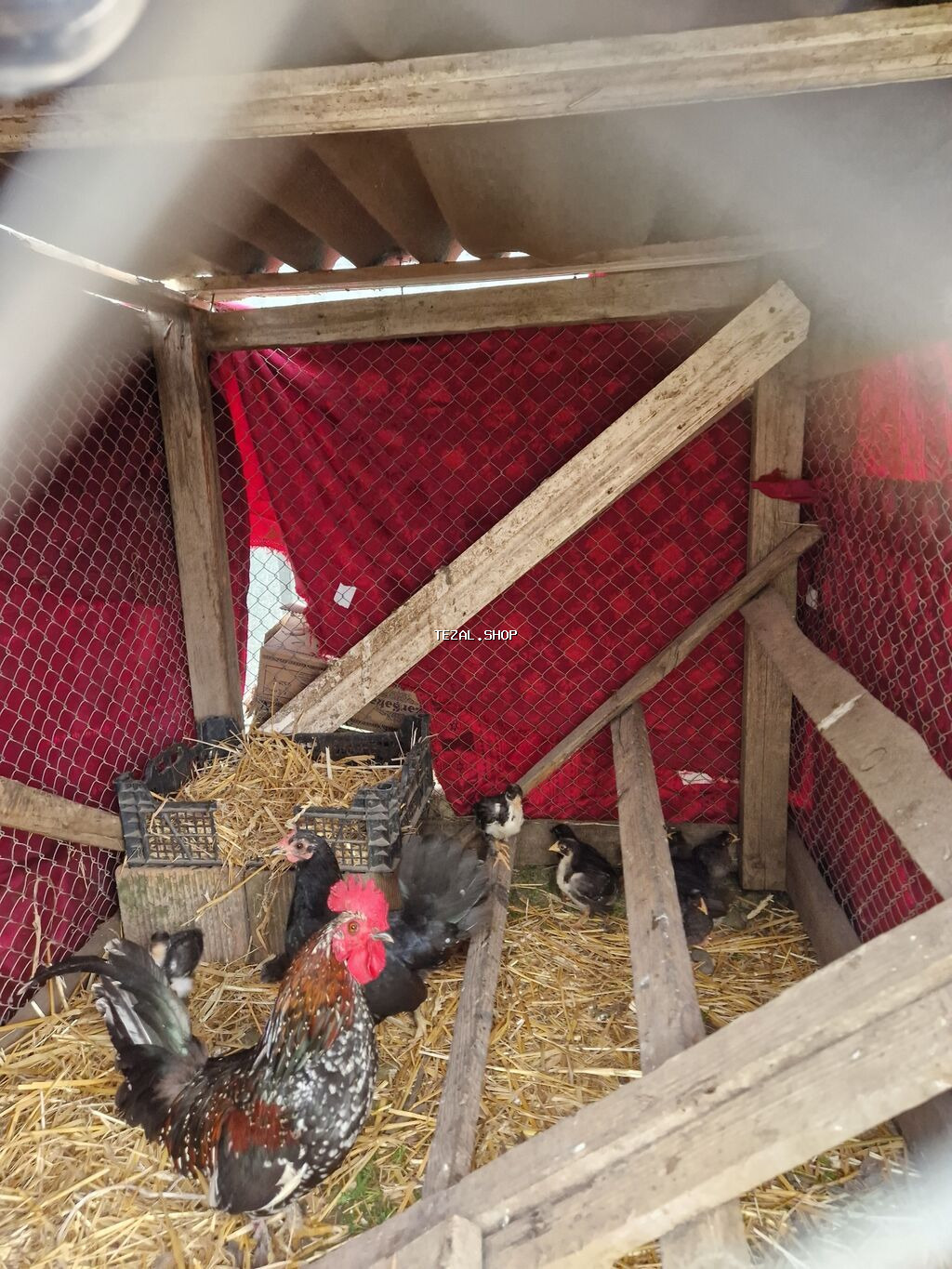 Toyuq cücələri, Damazlıq, Ödənişli çatdırılma - şəkil 3