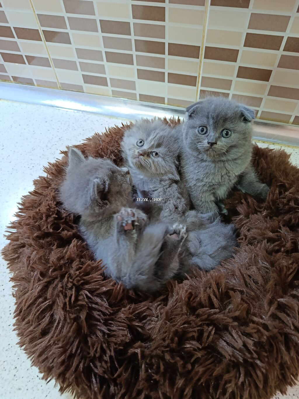 Şotland, Dişi, Yaxşı əllərə, Ödənişli çatdırılma