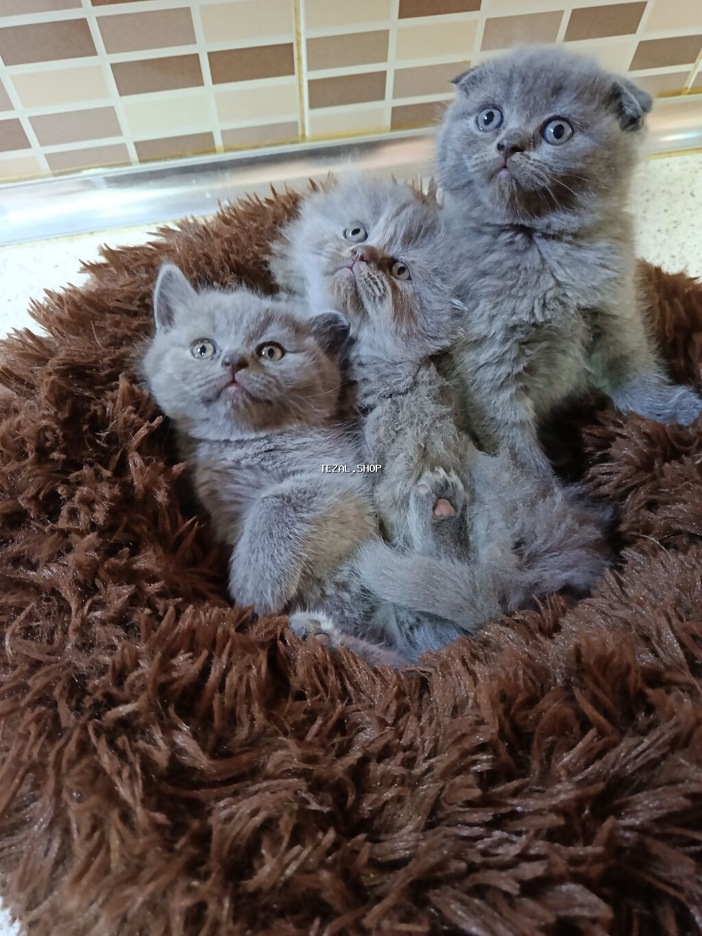 Şotland, Dişi, Yaxşı əllərə, Ödənişli çatdırılma - şəkil 2