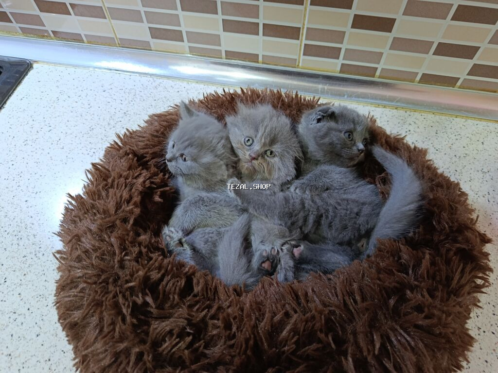 Şotland, Dişi, Yaxşı əllərə, Ödənişli çatdırılma - şəkil 3