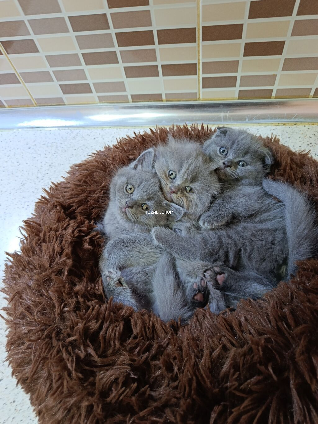 Şotland, Dişi, Yaxşı əllərə, Ödənişli çatdırılma - şəkil 4