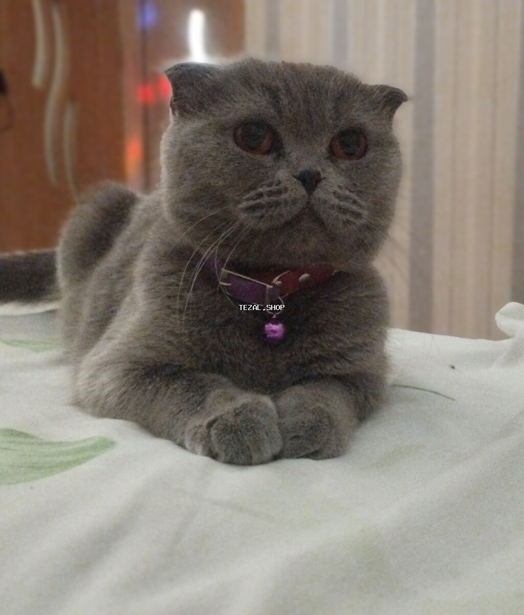 Şotland, Dişi, Yaxşı əllərə, Ödənişli çatdırılma - şəkil 5