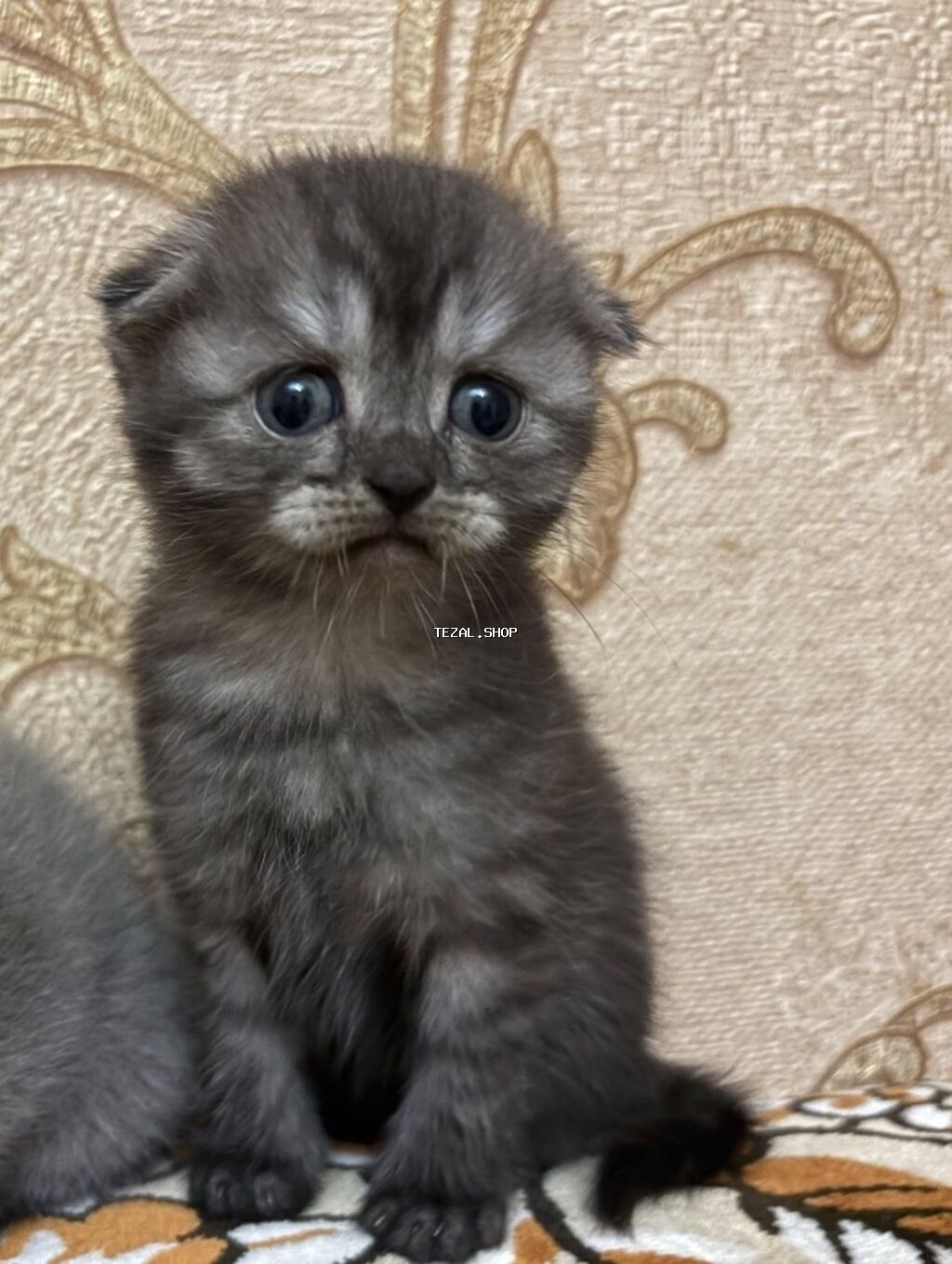 Şotland, Erkək, Yaxşı əllərə