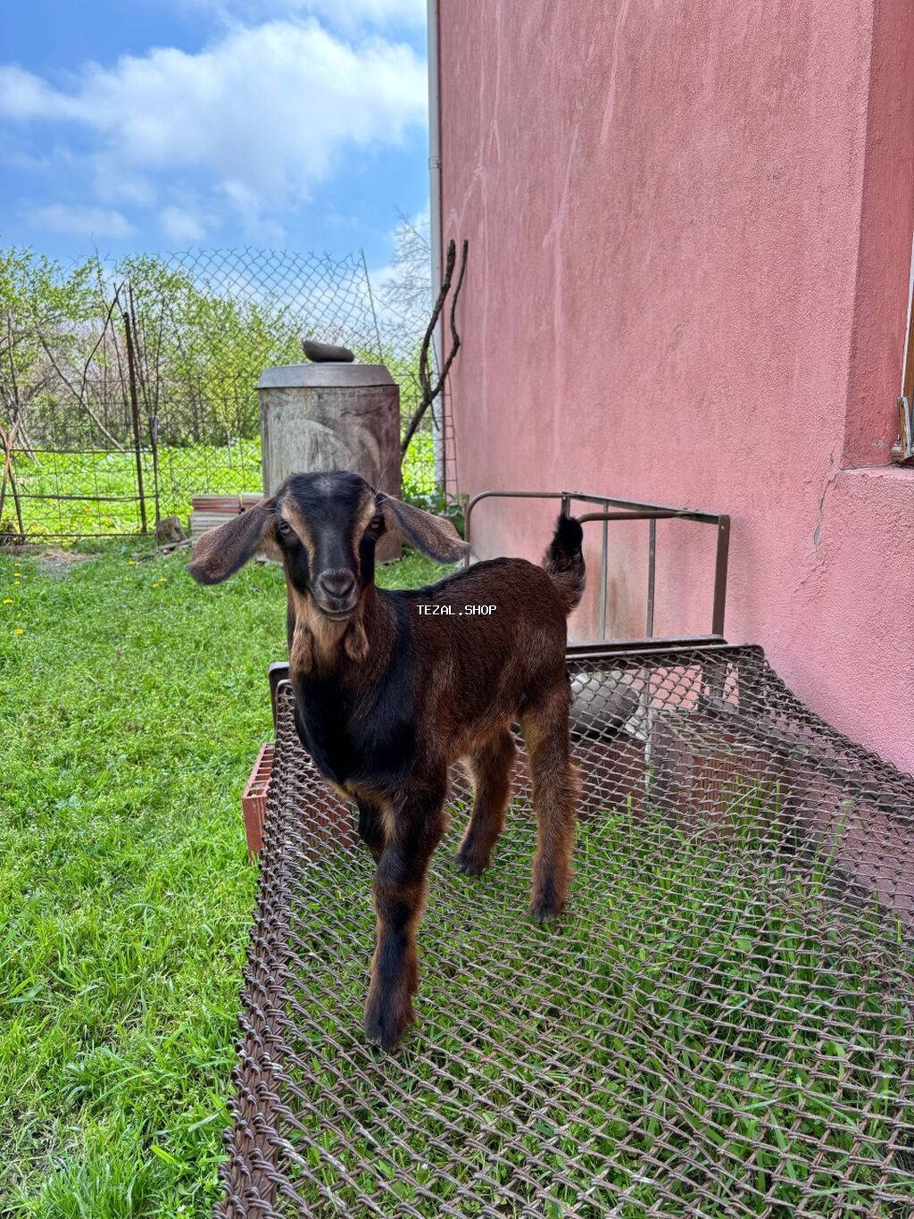 2-ci qarın əkiz balalı Alpin keçisi, balaları Hələbin mələzidir. Bir - şəkil 4