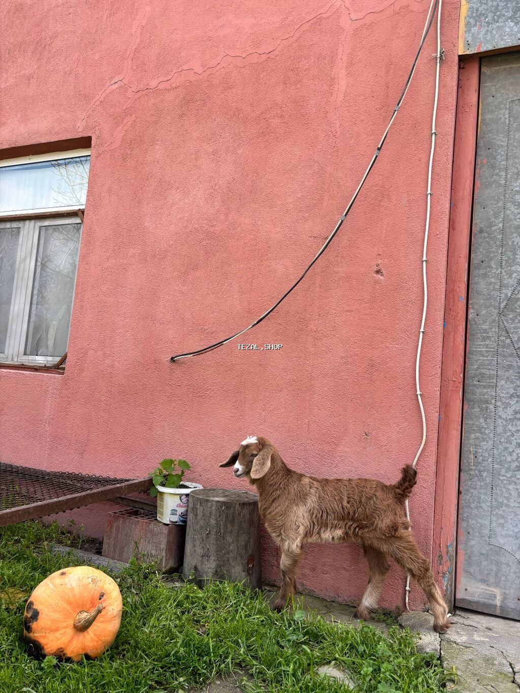 2-ci qarın əkiz balalı Alpin keçisi, balaları Hələbin mələzidir. Bir - şəkil 5