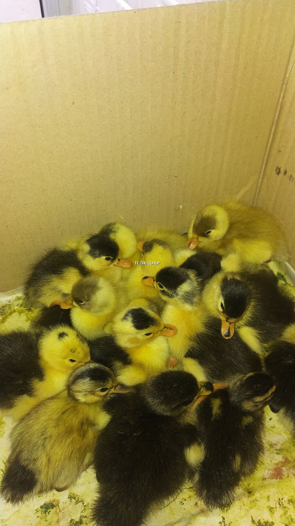 Satılır: ördək bala­ları 2 gunluk 2 azn 12 gunluk 3 azn, zeng vur