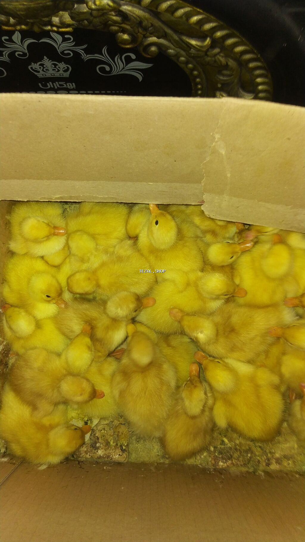 Satılır: ördək bala­ları 2 gunluk 2 azn 12 gunluk 3 azn, zeng vur - şəkil 2