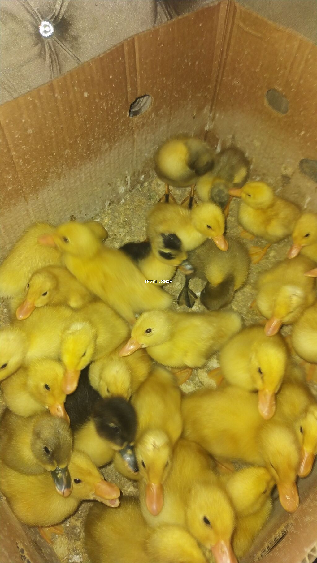 Satılır: ördək bala­ları 2 gunluk 2 azn 12 gunluk 3 azn, zeng vur - şəkil 3