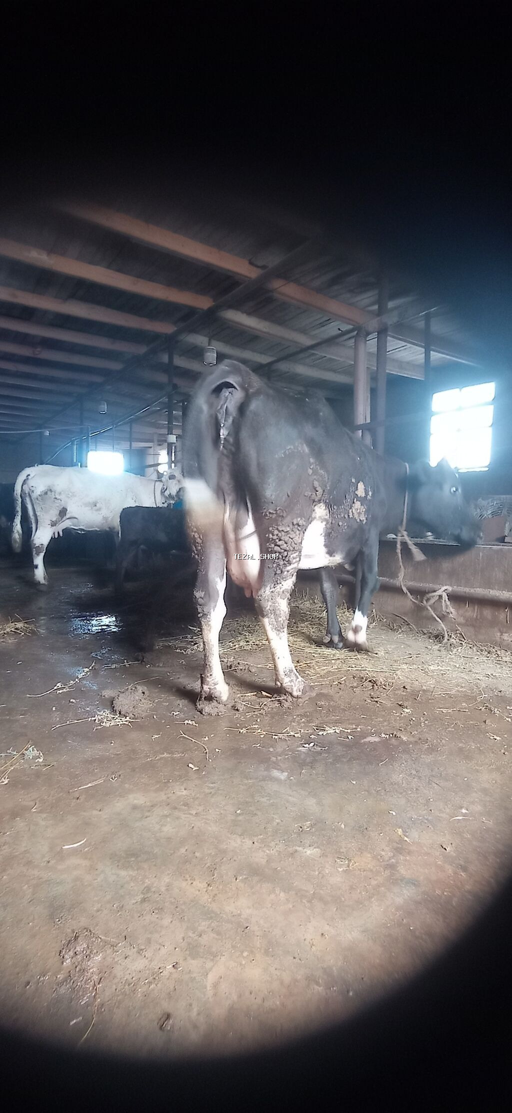 10 litir süd verir erkək balası var . Qiymət 3000 manat