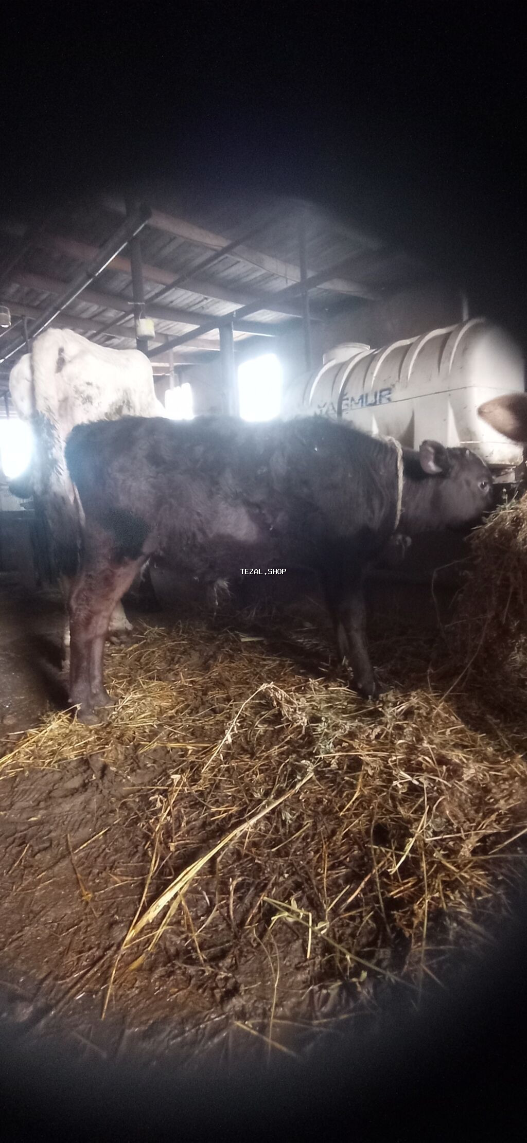 10 litir süd verir erkək balası var . Qiymət 3000 manat - şəkil 2