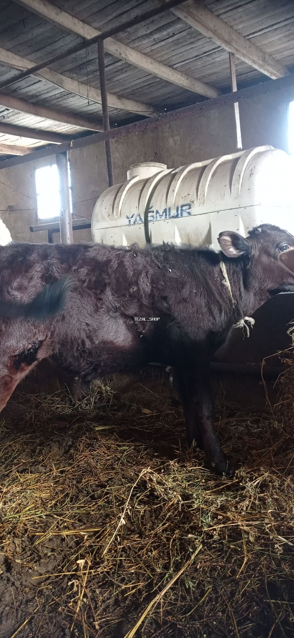 10 litir süd verir erkək balası var . Qiymət 3000 manat - şəkil 3