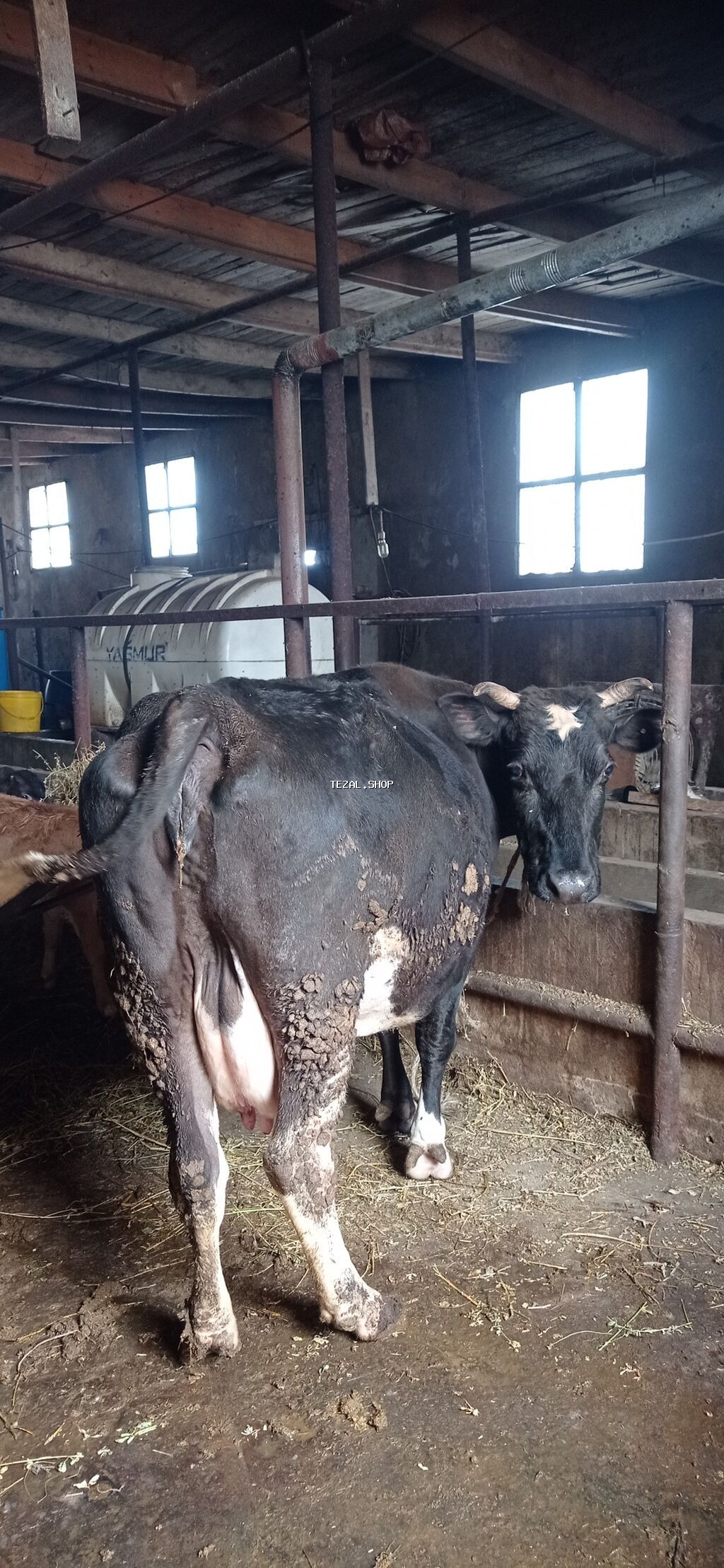 10 litir süd verir erkək balası var . Qiymət 3000 manat - şəkil 4