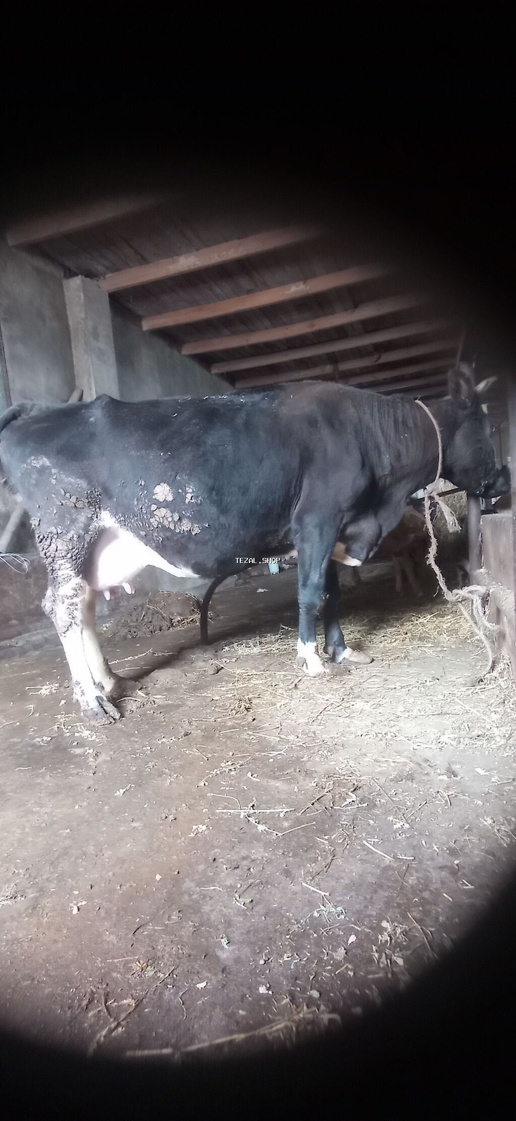 10 litir süd verir erkək balası var . Qiymət 3000 manat - şəkil 5