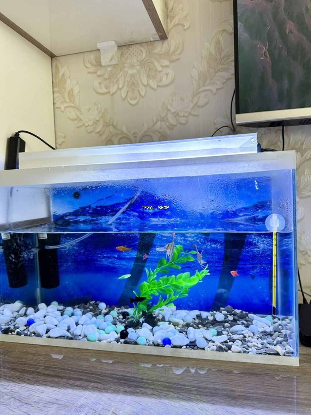 12 cure baliq var icinde.herbirwey var Akvaryuma aid.dest olaraq