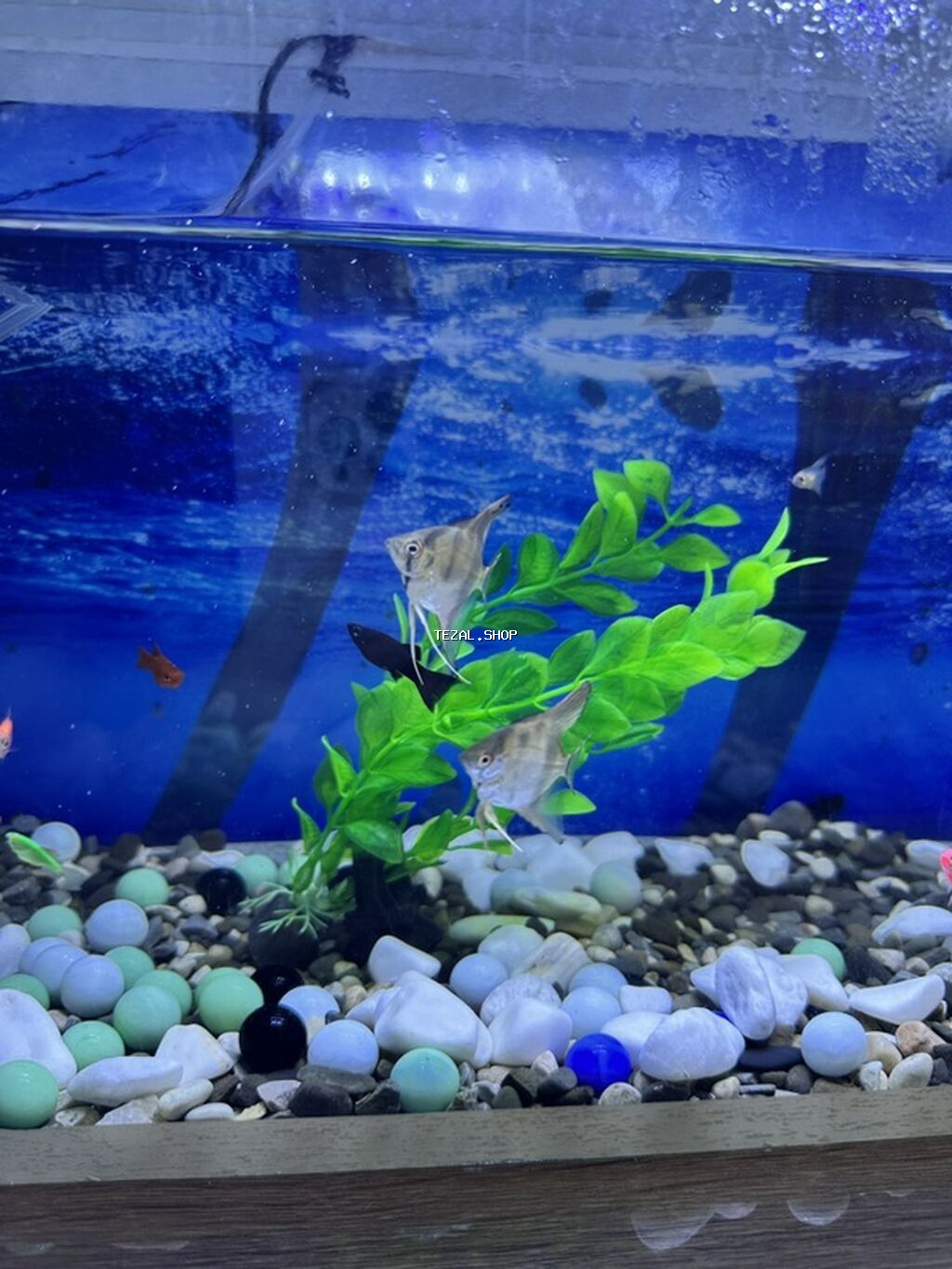 12 cure baliq var icinde.herbirwey var Akvaryuma aid.dest olaraq - şəkil 2