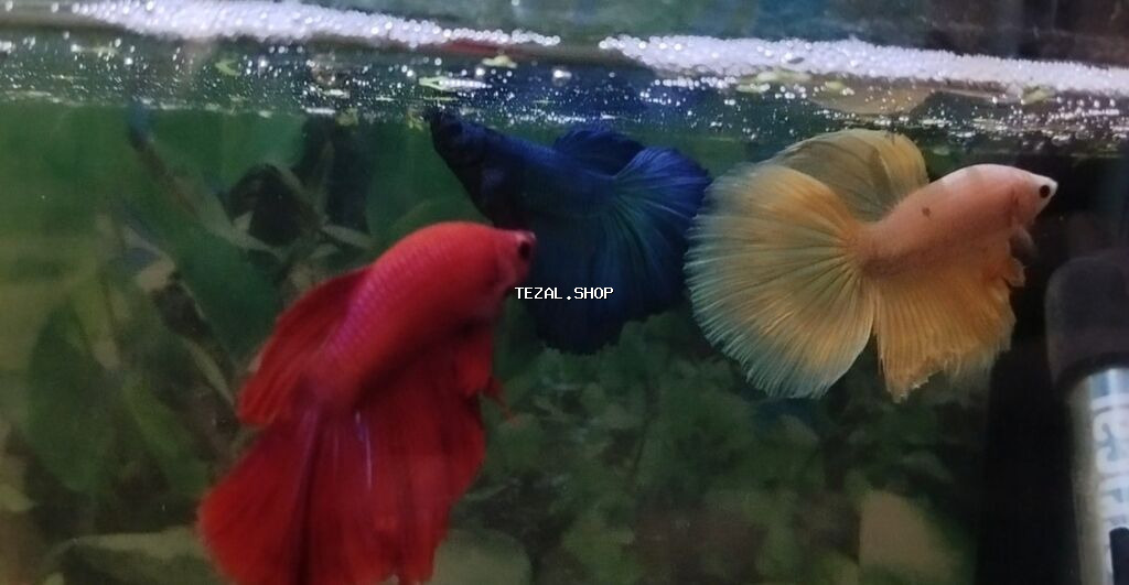 Betta (Petuşok balığı), Sülhsevər