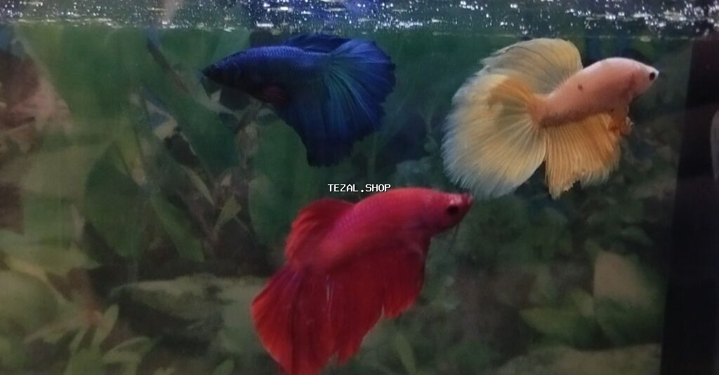 Betta (Petuşok balığı), Sülhsevər - şəkil 2