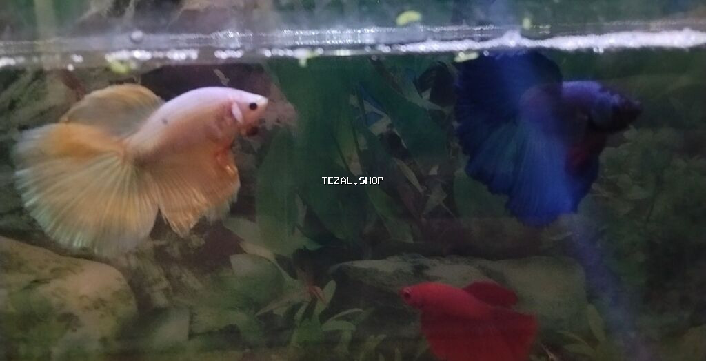 Betta (Petuşok balığı), Sülhsevər - şəkil 3