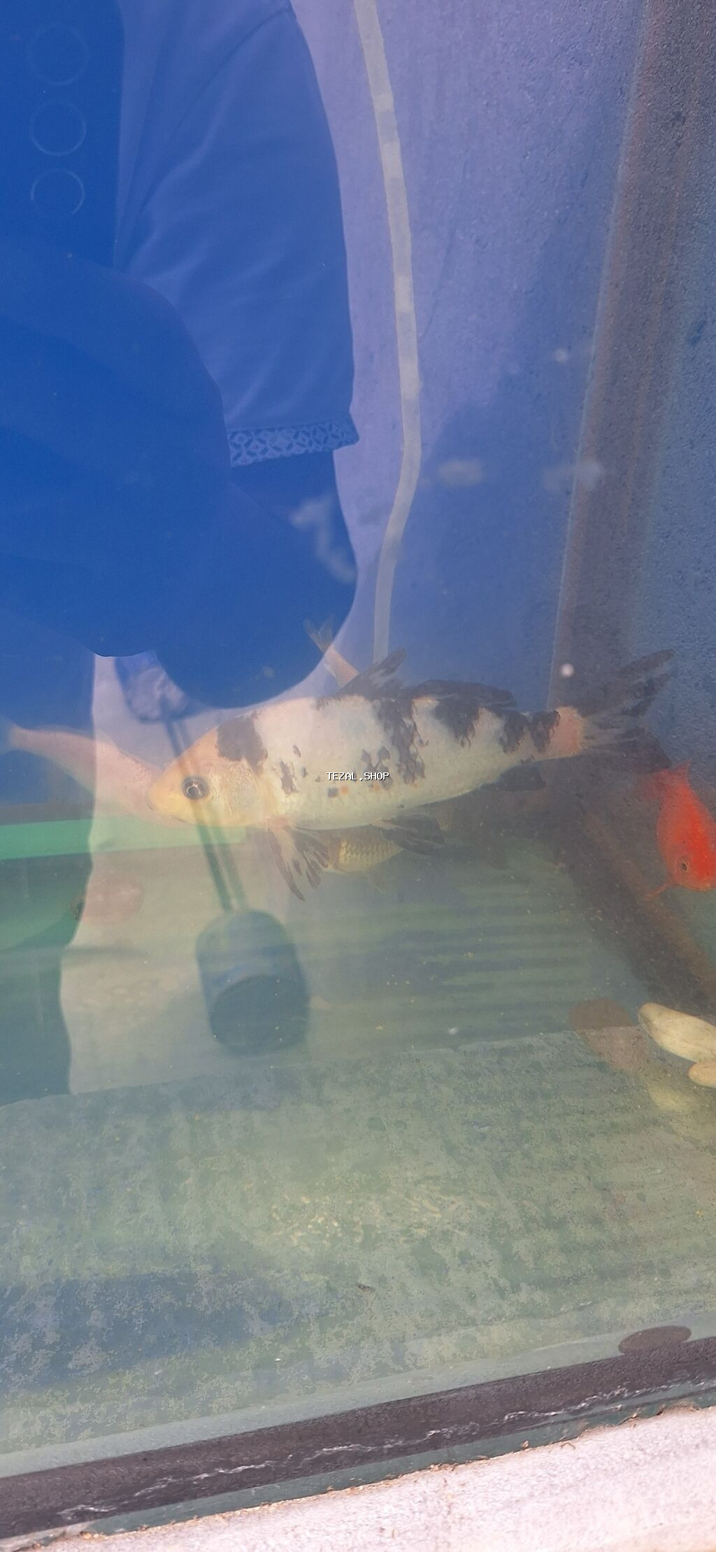 Koi, Sülhsevər, Pulsuz çatdırılma