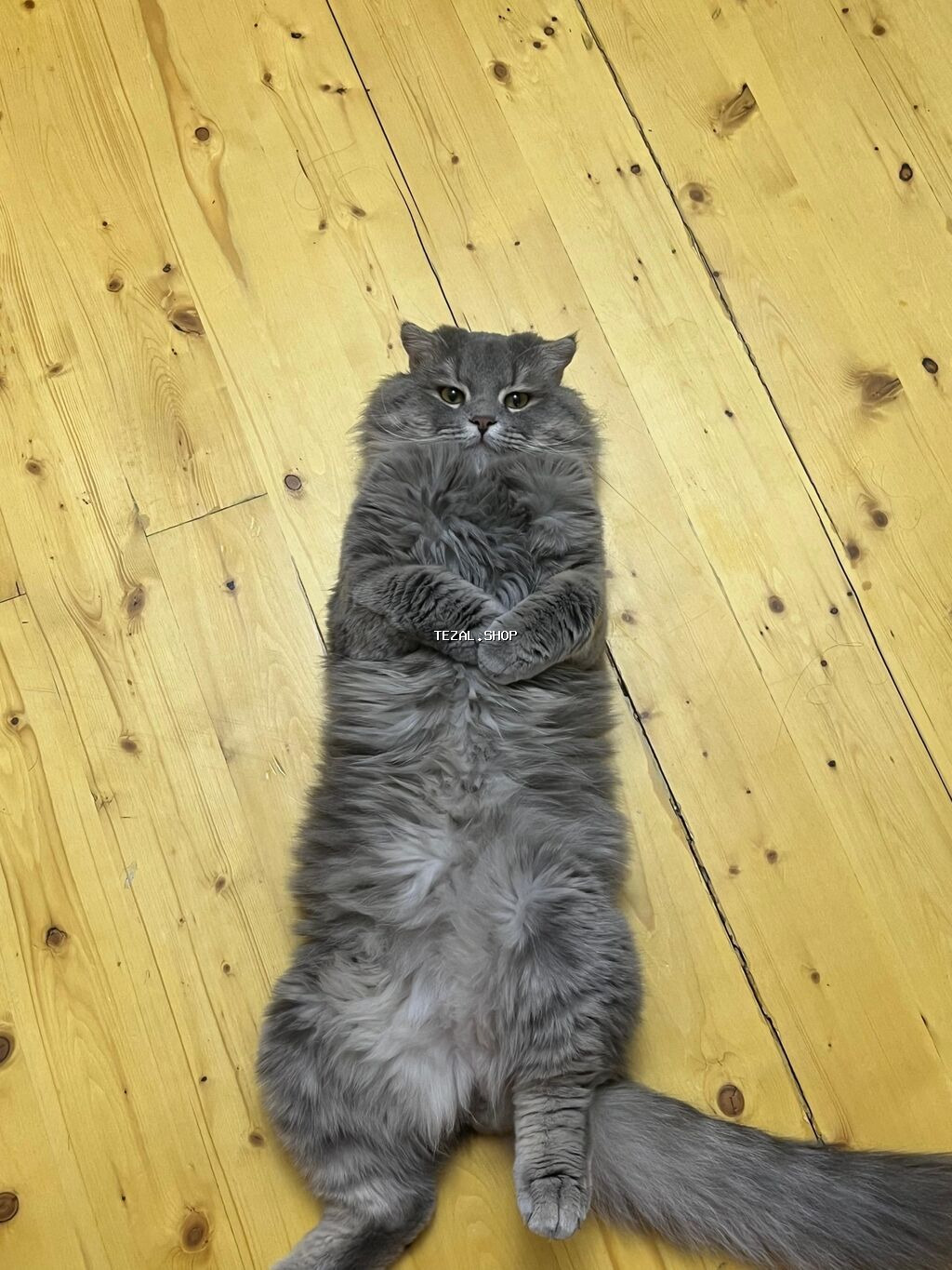 American cuurrrrlllluydu iynesi zadi vurulub təmiz pişiydi isdiyən