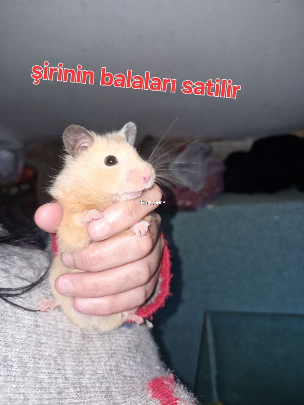 Hamster balaları satılır - Növ: Suriya (Suriya hamsteri/“Syrian