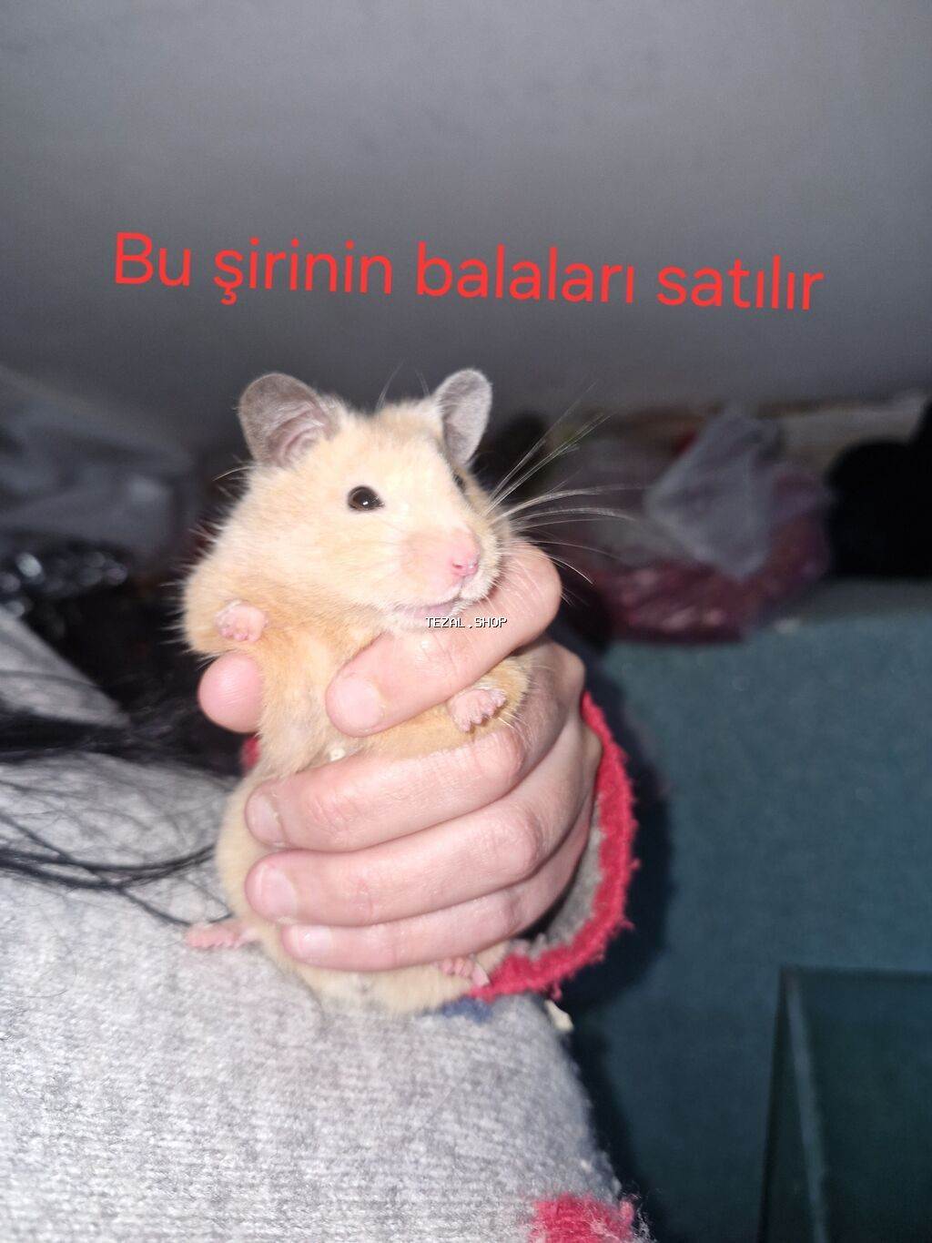 Hamster balaları satılır - Növ: Suriya (Suriya hamsteri/“Syrian - şəkil 2