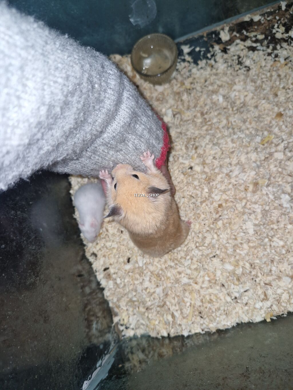 Hamster balaları satılır - Növ: Suriya (Suriya hamsteri/“Syrian - şəkil 3