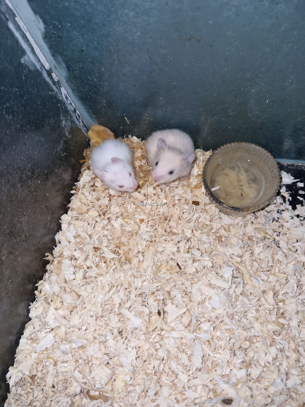 Hamster balaları satılır - Növ: Suriya (Suriya hamsteri/“Syrian - şəkil 4