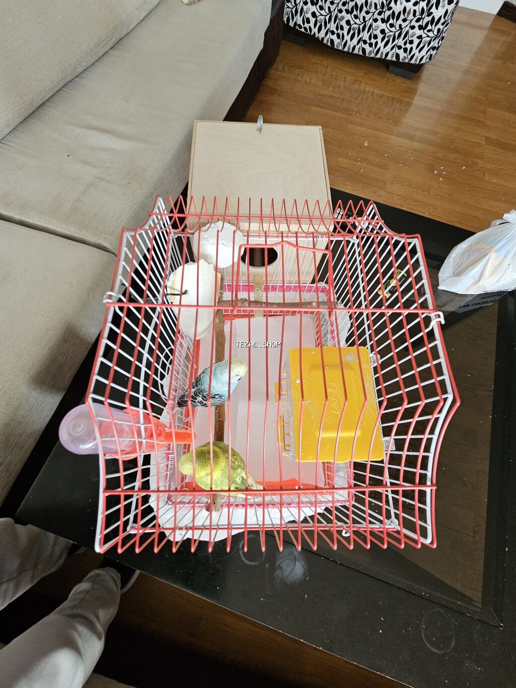 Bala verməyə hazırlaşan muhabbət quşları. Sağlamdırlar və aktiv