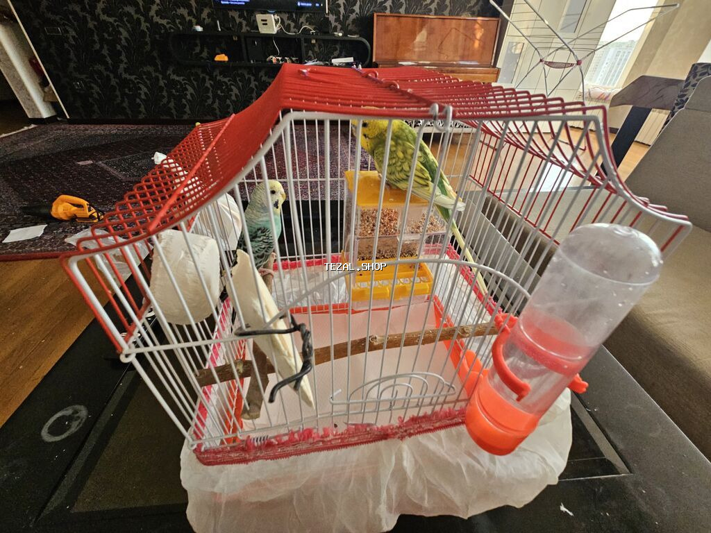 Bala verməyə hazırlaşan muhabbət quşları. Sağlamdırlar və aktiv - şəkil 2